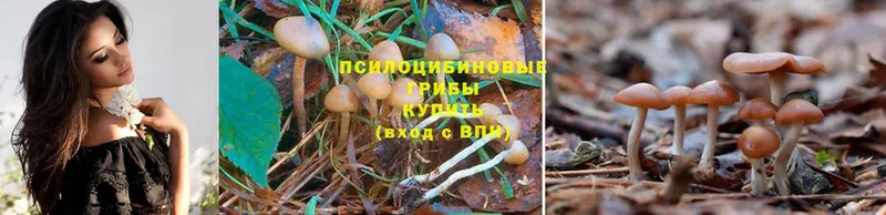 Галлюциногенные грибы Cubensis  Гороховец 